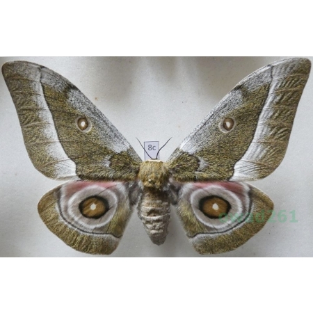 Gonimbrasia zambesina (Walker, 1865) female ex.pupa Kenya 116mm8c